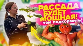 ПОСЛЕ ЭТОЙ ПОДКОРМКИ РАССАДА ПОПРЕТ! Питание растений