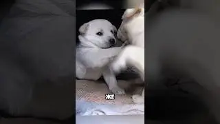 Самый многодетный пес в городе 🐕 🐶 