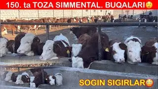 QASHQADARYODAN BOMBA VIDEO XAMMASIDAN BOR YUTABNI PORTLATDI AKAMIZ 😲daxshat🏃