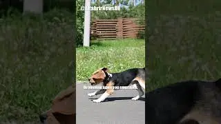 Запрет квадроберов в РФ