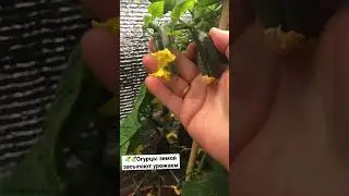 🥒🥒🥒Огурцы зимой засыпают урожаем!