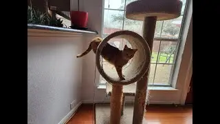 Кот помогает собирать электросамокат.