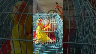 #shorts #short #shortvideo #viral #viralvideo #shortsfeed #shortvideos #shortsviral  Pet cat birds