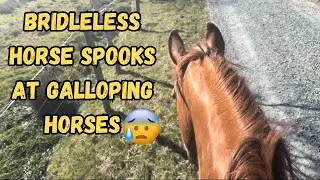 How I Handle My Horse Spooking Bridleless *GOPRO*