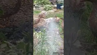 Когда Индийским бегункам хочется пить... простой выход 