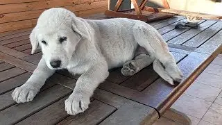 Одесса. Щенки Акбаша и Алабая  Half-breed puppies of the Turkish Akbash and Central Asian Shepherd