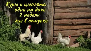 Любимые курочки и цыплята совершенно одни две недели, пока мы в отпуске