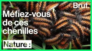 La chenille processionnaire, lun des insectes les plus nuisibles au monde