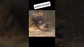 Lion vs Buffalo