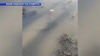 Alligator still alive after found totally submerged in frozen pond