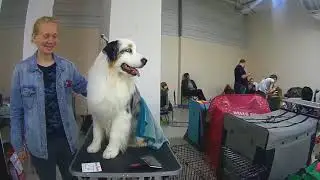 ВЫСТАВКА СОБАК. Получили награду.Игрушки для собак.