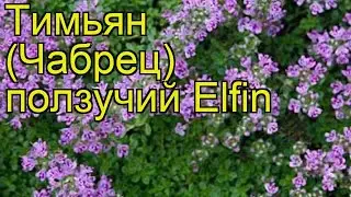 Тимьян (Чабрец) ползучий Миниатюрный. Краткий обзор, описание характеристик thymus serpyllum Elfin