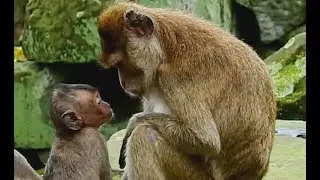 Old thin Mother understand Lori's feeling| Amari use eyes stare to baby Lori for no give milk.