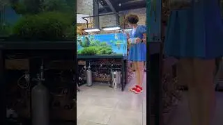 Какая ваша любимая рыбка❓❤️ #аквариум #aquarium #aquascape #fishtank #mashabloom #fish