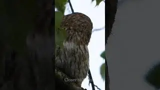 Голос Серой Неясыти / Tawny Owl sound