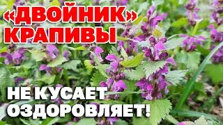 УКРЕПЛЯЕТ СЕРДЦЕ ОЧИЩАЕТ СОСУДЫ УСПОКОИТ КАШЕЛЬ ГЛУХАЯ КРАПИВКА ЯСНОТКА ПУРПУРНАЯ  @natureMarusya