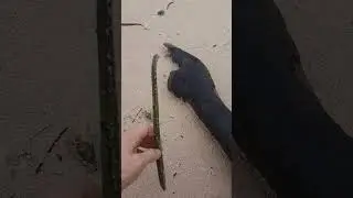 семена Мангрового дерева
