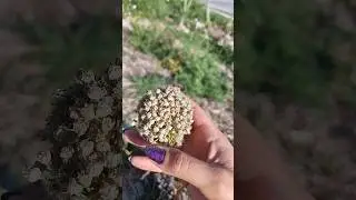 НЕ ВЕРОЯТНОЕ ЯВЛЕНИЕ. 😊 НЕ КАК ВСЕ.❤️ ОСОБЕННЫЙ ЛУК.