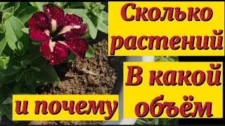 Петуния.🌺Почему именно так? Сколько растений сажать?Обьем?