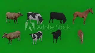 Animals green screen cartoon 3D cow from different angles Chromakey rendering animation