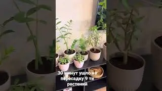 Пересадка растений