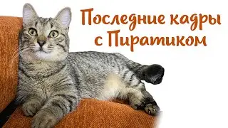 ПОСЛЕДНИЕ КАДРЫ С ПИРАТИКОМ😻КОТОЖИЗНЬ!