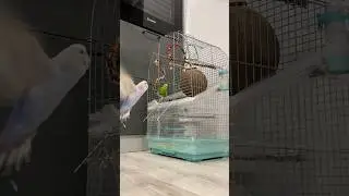 Выпустили попугаев погулять 