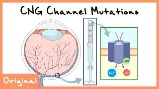 CNG Channel-Related Retinopathy Explained (Phototransduction in Retina) | Originals