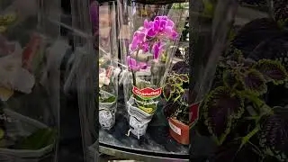 Мини-орхидея. Mini- orchids. 