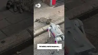 KEDİ İLE ROBOT’UN TANIŞMA ANI… #shorts