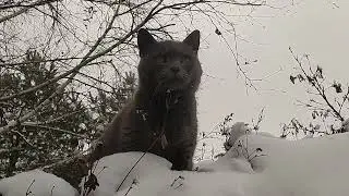 Британский кот