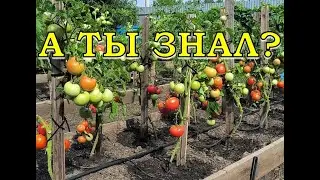 10 важных дел в саду и огороде в АВГУСТЕ🔥🔥🔥