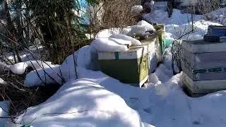 весенний облёт пчёл март 2022