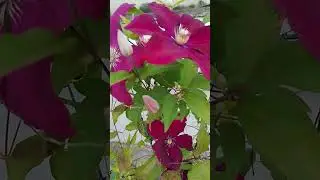 Повторное цветение клематиса в октябре 