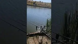 Трофейный Карп. #fishing