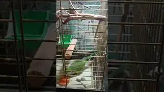 Тертая морковь для кенаров и попугая