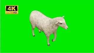 sheep green screen 🐑 green screen video 🐑 2023 4k 🐑#5