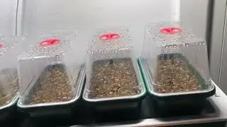 Cactus 🌵Seeds ~ Update Video