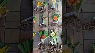 собираю наборы из лилейников, 12.07.24 г #shortvideo ₽#flowers #garden #излишки #лилейники #посылка
