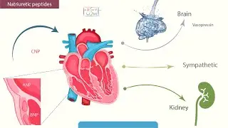 Natriuretic peptides