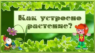 Клуб Почемучек. Как устроено растение?