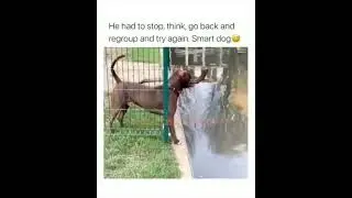 Now thats a SMART DOG! 