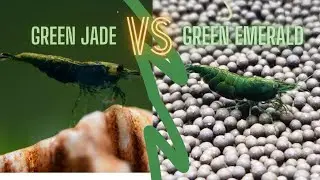 The difference between Green Jade and Emerald Shrimp