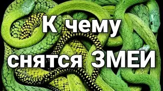 К чему снятся змеи, что значит видеть змей во сне? | Толкование снов