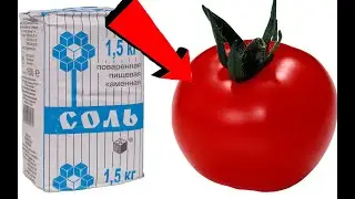 Это нужно томатам для быстрого созревания. После этой подкормки томаты быстро краснеют