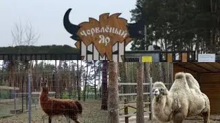 🦚Поездка в зоопитомник Червлёный Яр.Воронеж.