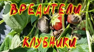 Strawberry pests and control of them Folk and chemical methods methods of control How to protect st