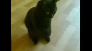 кот молится