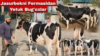 Kotta Fermadan N1 Sigirlar Ma Sha Alloh 91 740 65 75