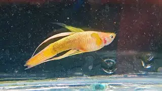 After A Sudden Death OF My Beautiful Gold Guppy, An Unexpected Blessings Brought Surprise To Me!